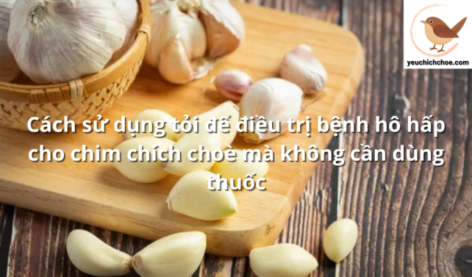 Cách sử dụng tỏi để điều trị bệnh hô hấp cho chim chích choè mà không cần dùng thuốc