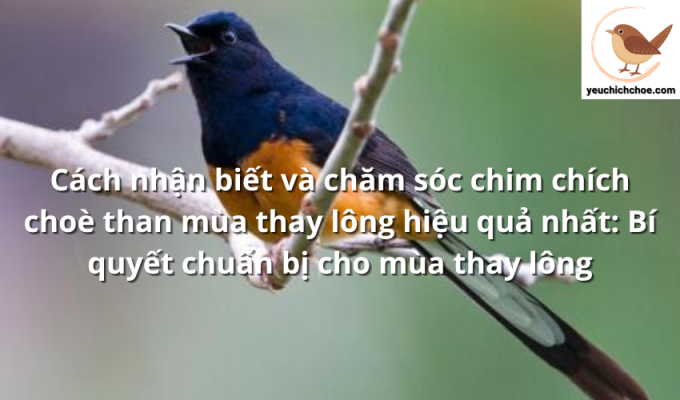 Cách nhận biết và chăm sóc chim chích choè than mùa thay lông hiệu quả nhất: Bí quyết chuẩn bị cho mùa thay lông