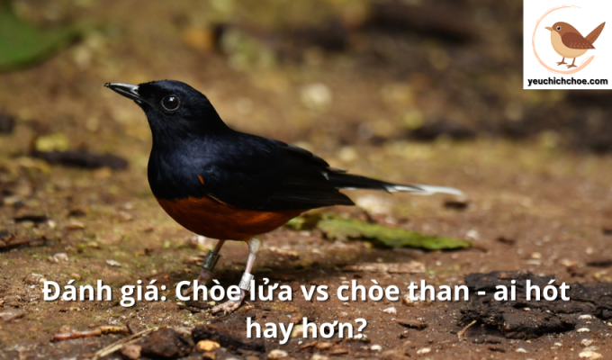 Đánh giá: Chòe lửa vs chòe than - ai hót hay hơn?