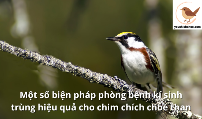 Một số biện pháp phòng bệnh kí sinh trùng hiệu quả cho chim chích choè than