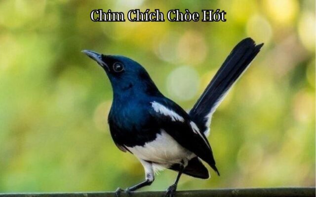 Chim Chích Chòe Hót